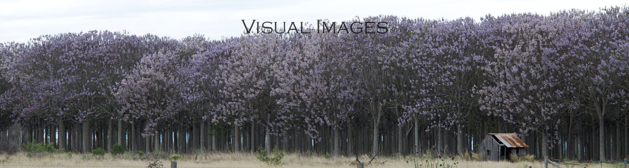 Paulownia tree plantation photograph