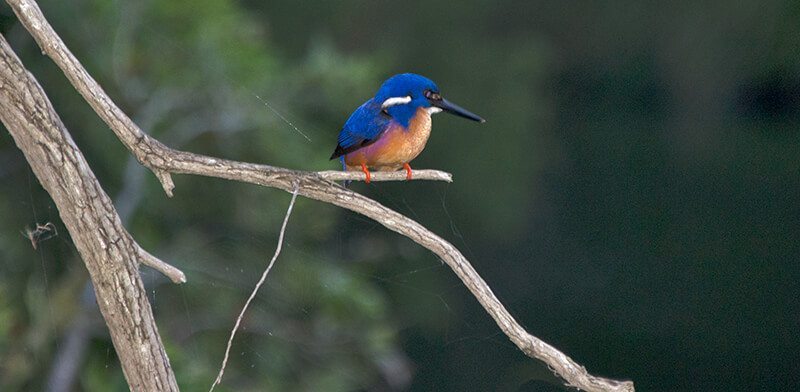 Blue king fisher photograph