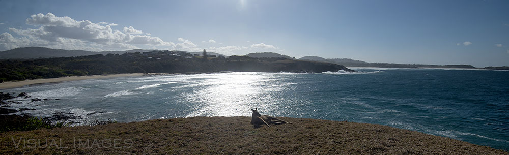 kangaroo on a cliff