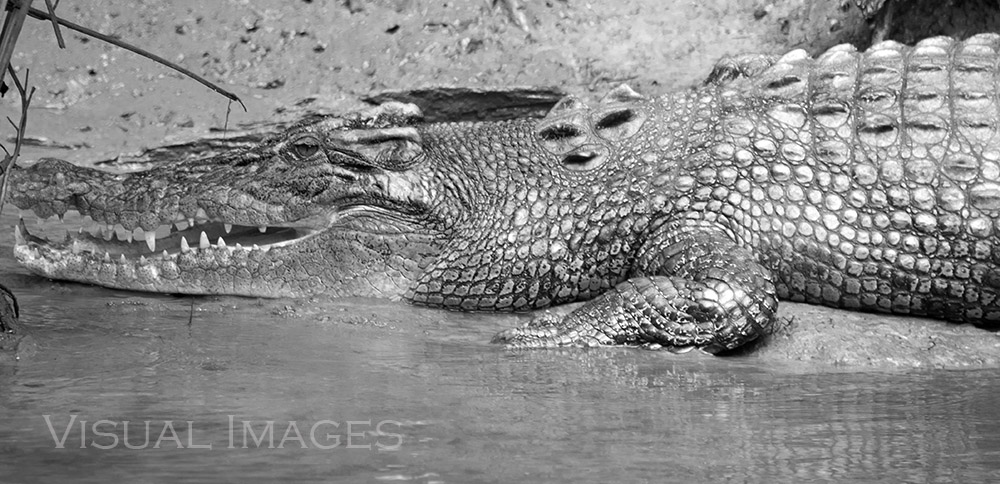 Daintree river Crocodile on bank