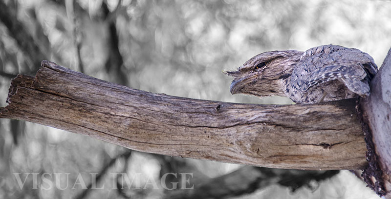 Tawny Frogmouth photo by Visual Image