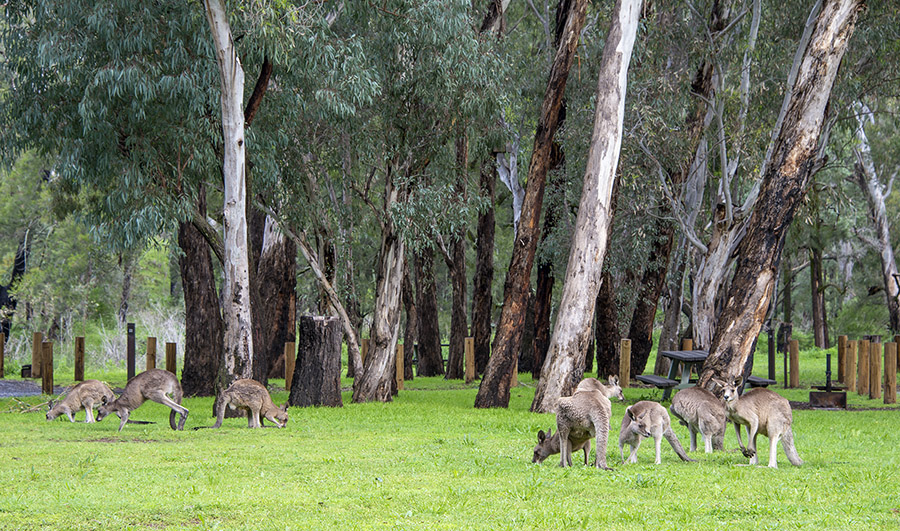 Kangaroos at Camp Blackman Warrumbungle