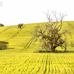 Old tree surrounded by golden coloured crop fields