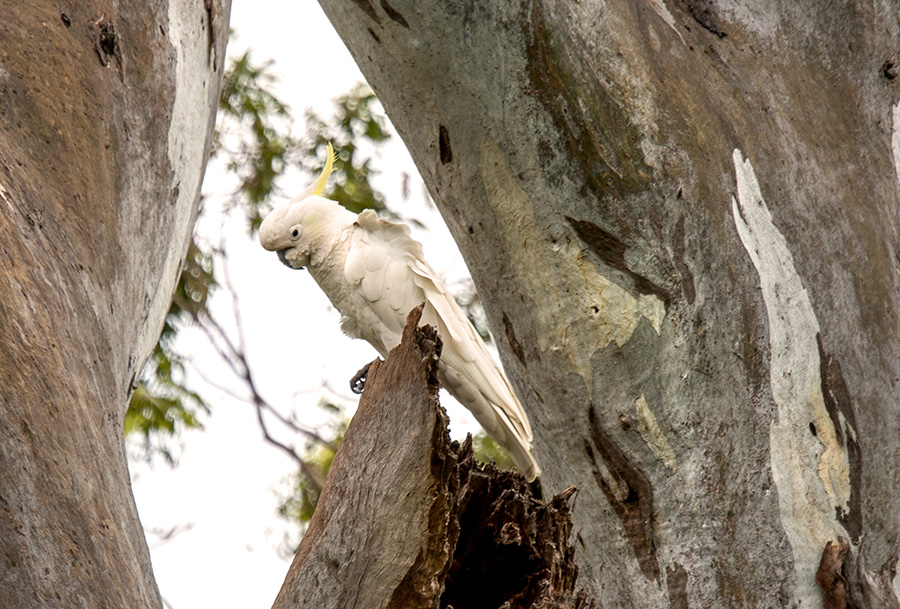 Cockatoo in a gum tree