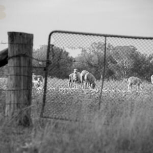 Black and white photo looking through a broken mesh fence at sheep in a paddock