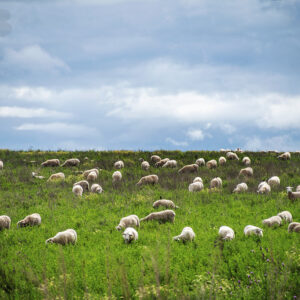 A rich green grassy field dotted with white sheep set against a stormy backdrop