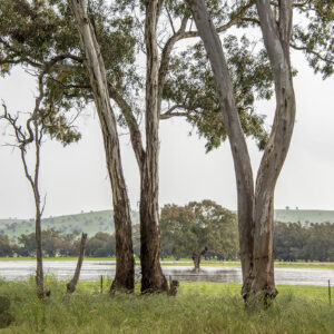 Looking past 3 bug gumtrees into flooded farmlands with soft mist softening the hill view