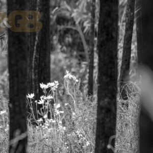 Black and white photo of white flannel flowers next to blackened tree trunks is creative inspiration